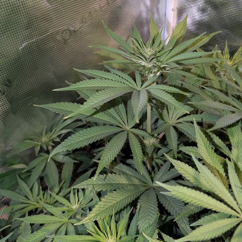 Humboldt Sour Diesel growlog timeline photo