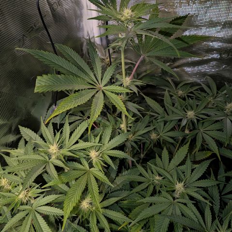 Pineapple Muffin growlog timeline photo