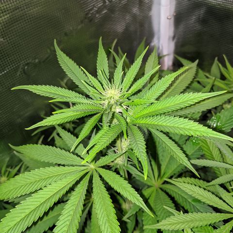 Humboldt Sour Diesel growlog timeline photo