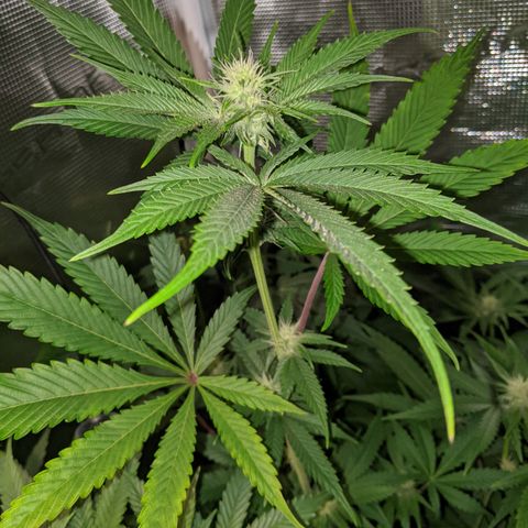 Pineapple Muffin growlog timeline photo