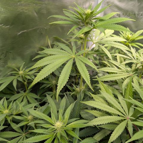Humboldt Sour Diesel growlog timeline photo