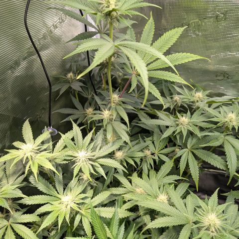 Pineapple Muffin growlog timeline photo