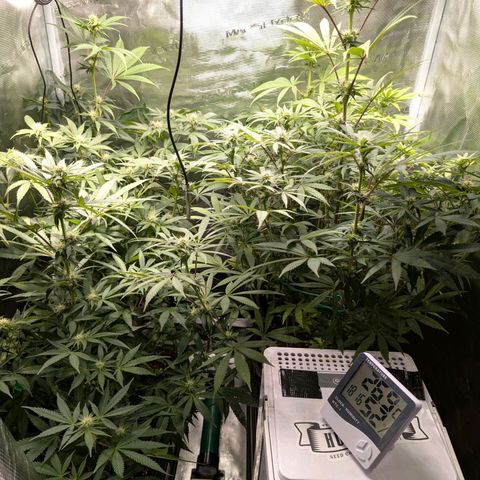 Pineapple Muffin growlog timeline photo