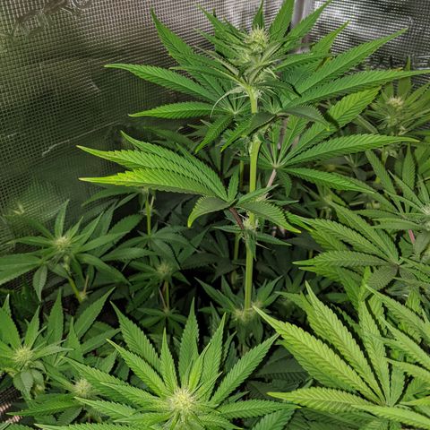 Humboldt Sour Diesel growlog timeline photo