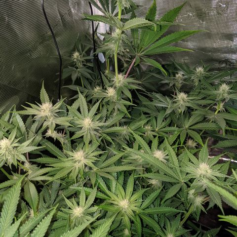 Pineapple Muffin growlog timeline photo
