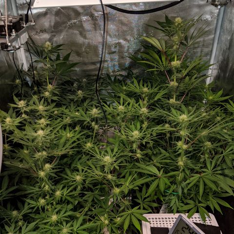Pineapple Muffin growlog timeline photo