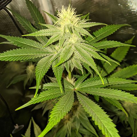 Pineapple Muffin growlog timeline photo