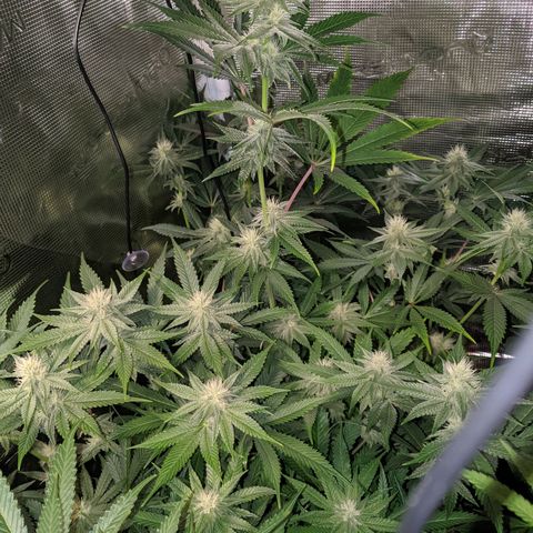 Pineapple Muffin growlog timeline photo