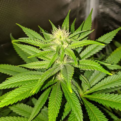 Humboldt Sour Diesel growlog timeline photo