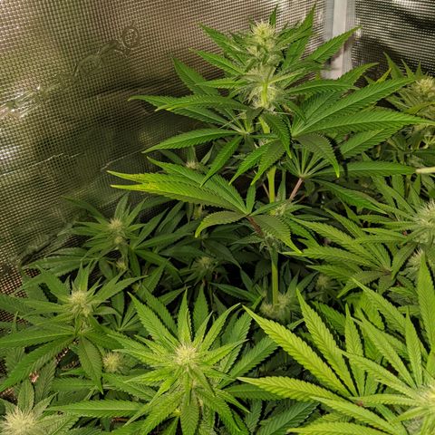 Humboldt Sour Diesel growlog timeline photo