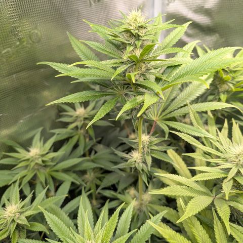 Humboldt Sour Diesel growlog timeline photo