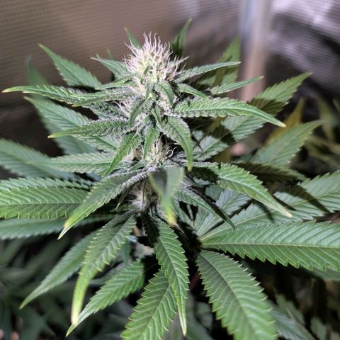 Humboldt Sour Diesel growlog timeline photo