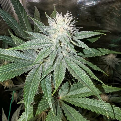 Pineapple Muffin growlog timeline photo