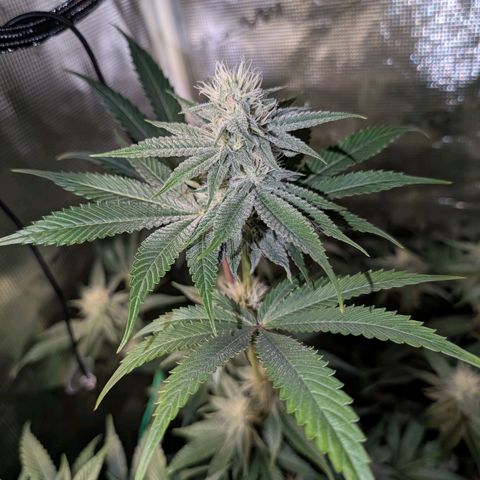 Pineapple Muffin growlog timeline photo