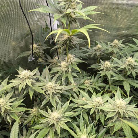 Pineapple Muffin growlog timeline photo