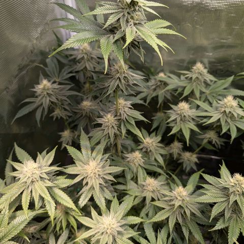 Pineapple Muffin growlog timeline photo