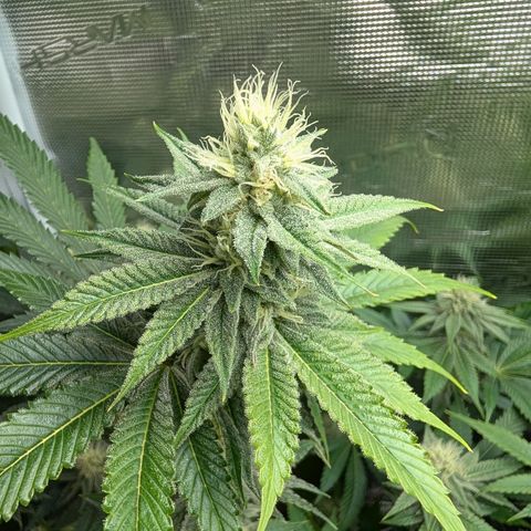 Pineapple Muffin growlog timeline photo