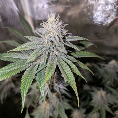 Pineapple Muffin growlog timeline photo