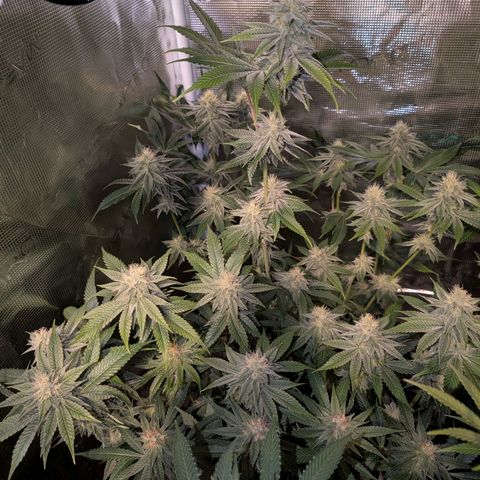 Pineapple Muffin growlog timeline photo