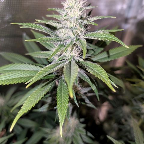 Humboldt Sour Diesel growlog timeline photo
