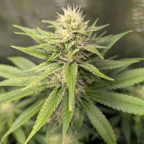 Humboldt Sour Diesel growlog timeline photo