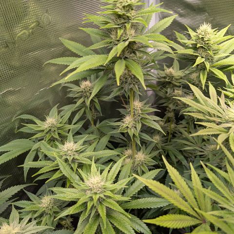Humboldt Sour Diesel growlog timeline photo