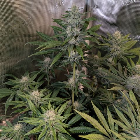 Humboldt Sour Diesel growlog timeline photo