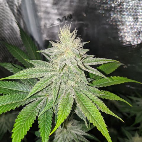 Pineapple Muffin growlog timeline photo