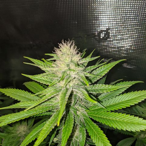 Humboldt Sour Diesel growlog timeline photo