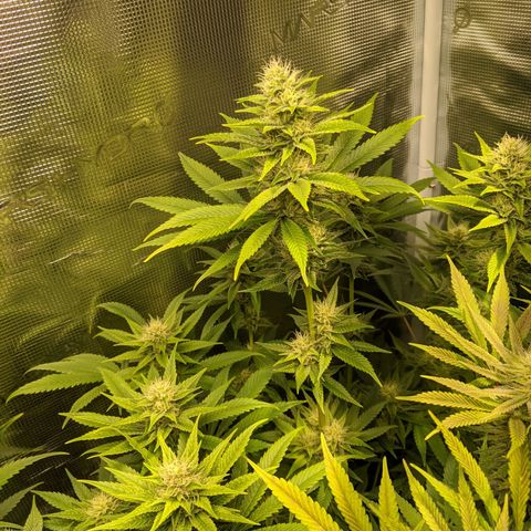 Humboldt Sour Diesel growlog timeline photo