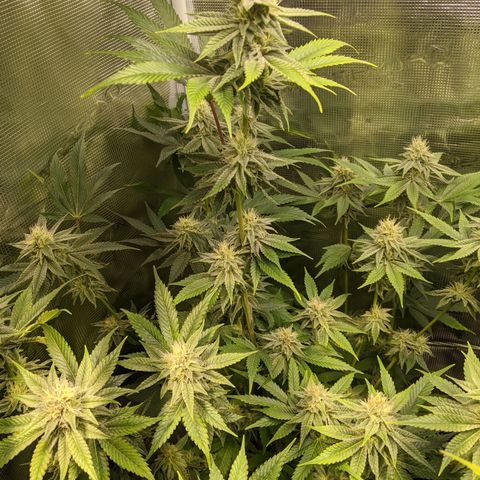 Pineapple Muffin growlog timeline photo