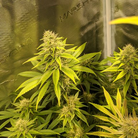 Humboldt Sour Diesel growlog timeline photo