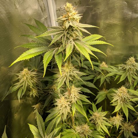 Pineapple Muffin growlog timeline photo