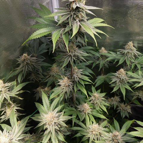 Pineapple Muffin growlog timeline photo