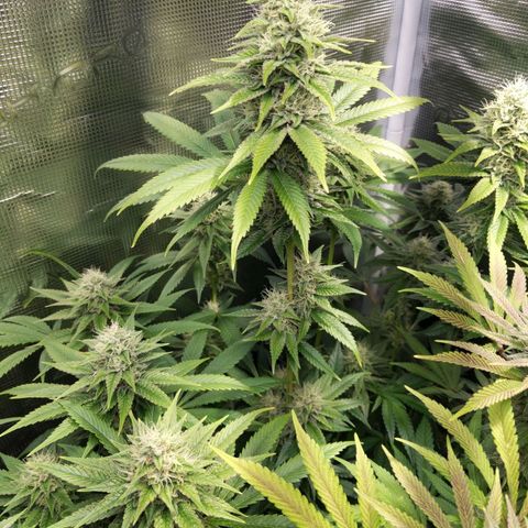 Humboldt Sour Diesel growlog timeline photo
