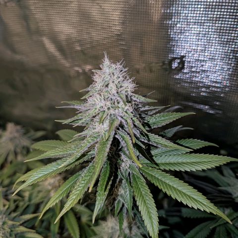 Humboldt Sour Diesel growlog timeline photo