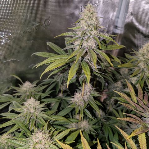 Humboldt Sour Diesel growlog timeline photo