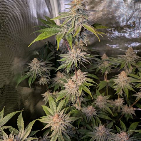 Pineapple Muffin growlog timeline photo