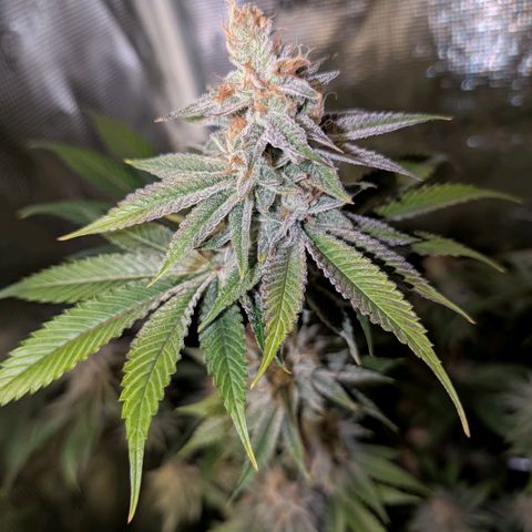Pineapple Muffin growlog timeline photo