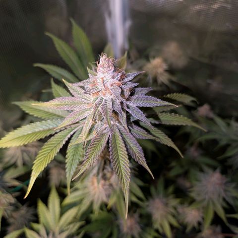 Pineapple Muffin growlog photo: Eine Schönheit..🥹 