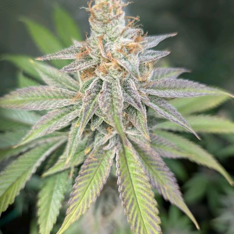 Pineapple Muffin growlog photo: Eine Schönheit..🥹 
