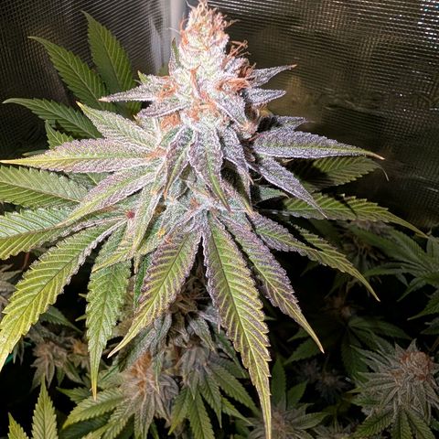 Pineapple Muffin growlog photo: Eine Schönheit..🥹 