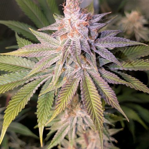 Pineapple Muffin growlog photo: Eine Schönheit..🥹 