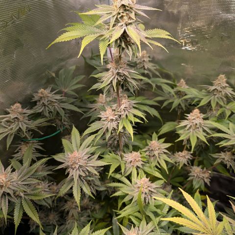 Pineapple Muffin growlog photo: Eine Schönheit..🥹 