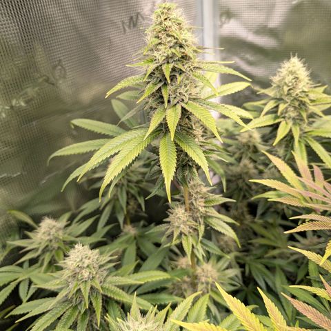 Humboldt Sour Diesel growlog timeline photo