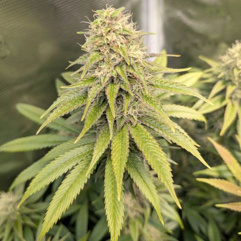 Humboldt Sour Diesel growlog timeline photo