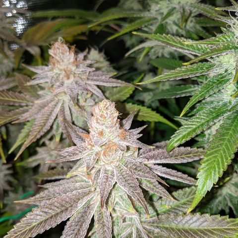 Pineapple Muffin growlog timeline photo