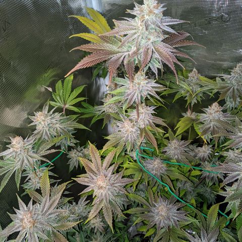Pineapple Muffin growlog timeline photo