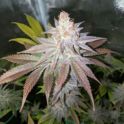 Pineapple Muffin growlog timeline photo