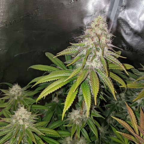 Humboldt Sour Diesel growlog timeline photo